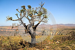 Mpumalanga region near Graskop. Blyde river canyon, South Africa