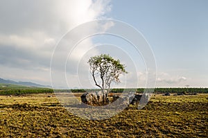 Mpumalanga region near Graskop. Blyde river canyon, South Africa