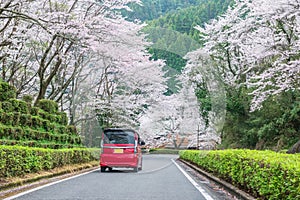 MPV car along cherry blossom, Izumi Shikibu Park, Kashima photo