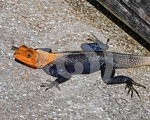 Mr. African Red-Headed Agama