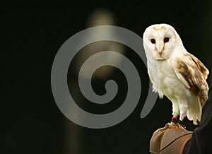 Mr Barn Owl