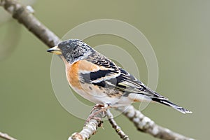 Mr Brambling's profile