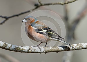 Mr Chaffinch