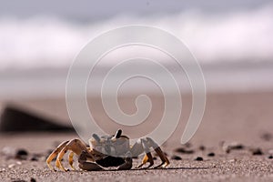 Mr. crab ?