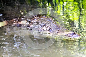 Mr. crocodile near Negril Beach