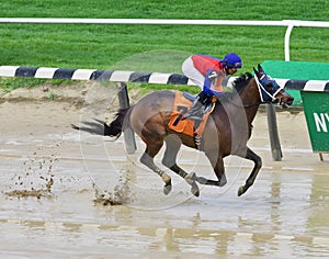 Winning Races at Belmont Park