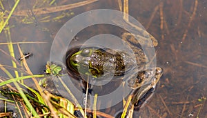 Mr. Frog bath at Doncaster Park