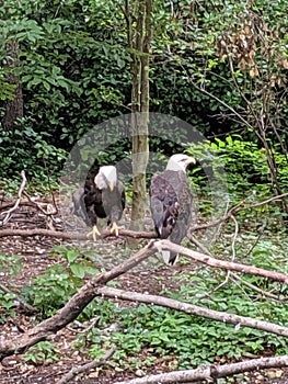 Mr. and Mrs. Bald Eagle