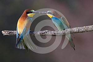 Mr & Mrs Bee eater