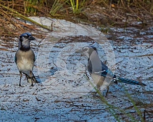 Mr. and Mrs. Blue Jay Collecting Twigs