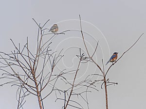 Mr and Mrs Eastern Bluebird Resting in a Leafless Winter Tree