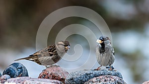 Mr and Mrs House Sparrow