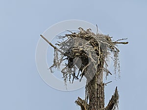 Mr and Mrs Osprey Cuddling in their Nest