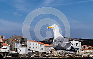 Mr. Seagull comes to town