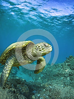 Green Sea Turtle Male Swimming in the Blue Water of Kihei, Maui, Hawaii.