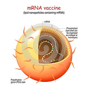 MRNA, or RNA vaccine. lipid nanoparticles LNP