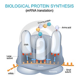 MRNA translation and the synthesis of proteins by a ribosome