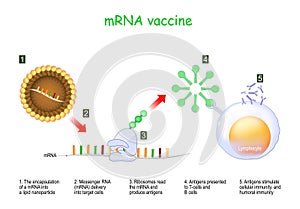 MRNA vaccine photo