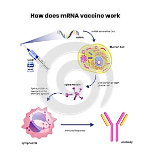 MRNA vaccine schematic illustration. Coronavirus RNA vaccine mechanism of action photo