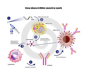 MRNA vaccine schematic illustration. Coronavirus vaccine mechanism of action photo