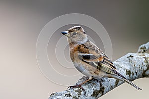 Mrs Brambling