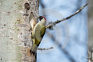 Mrs G Woodpecker