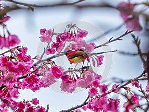 Mrs Gould`s sunbird Aethopyga gouldiae