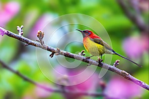 Mrs. Gould`s Sunbird or Aethopyga gouldiae, beautiful bird perching on branch with green background.