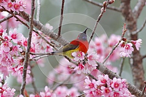 Mrs Gould`s sunbird Aethopyga gouldiae Beautiful Male Birds on the flower