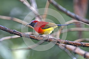 Mrs Gould`s sunbird Aethopyga gouldiae Beautiful Male Birds of Thailand