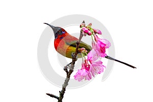 Mrs. Gould`s Sunbird or Aethopyga gouldiae, beautiful red bird isolated perching on branch with pink flower in nature.