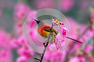 Mrs. Gould`s Sunbird or Aethopyga gouldiae, beautiful red bird perching on branch with pink flower in nature.