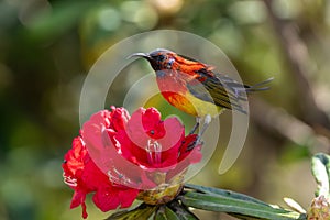 Mrs. Gould\'s sunbird (Aethopyga gouldiae) close up in Doi Inthanon National Park, Chiang Mai, Thailand