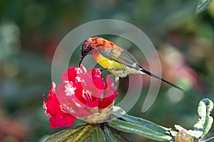 Mrs. Gould\'s sunbird (Aethopyga gouldiae) close up in Doi Inthanon National Park, Chiang Mai, Thailand