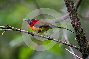 Mrs. Gould\'s sunbird (Aethopyga gouldiae) close up in Doi Inthanon National Park, Chiang Mai, Thailand