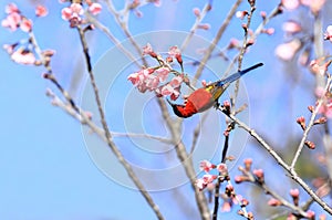 Mrs Gould`s sunbird Aethopyga gouldiae Male Birds of Thailand.Bi