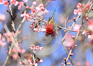 Mrs Gould`s sunbird Aethopyga gouldiae Male Birds of Thailand.Bi