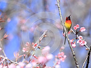 Mrs Gould`s sunbird Aethopyga gouldiae Male Birds of Thailand