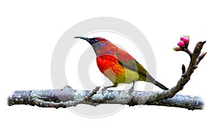 Mrs. Gould`s Sunbird or Blue-throated Sunbird, beautiful bird isolated perching on branch with white background.