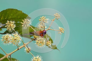 Mrs Gould`s Sunbird in orange yellow with metallic purple-blue c