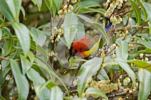 Mrs Gould`s Sunbird in orange yellow with metallic tail feeding