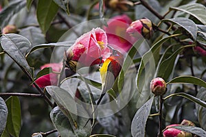 Mrs Gould's Sunbird