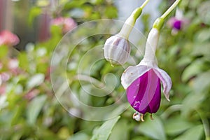 Mrs popple flowers in nature