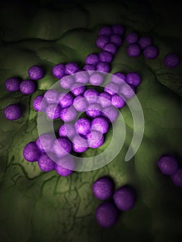 The mrsa - close up