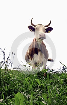 Senora. una vaca 