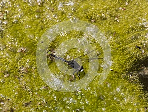 Dot-tailed Whiteface dragonfly on pond algae in the summer