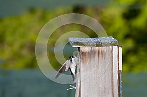 Male Tree Swallow bringing nesting material to his mate to build a nest in the nesting box