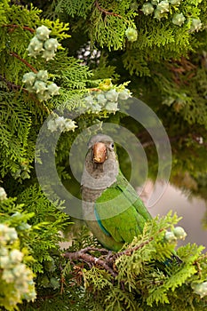 MS Monk Parakeet parrot Myiopsitta monachus perching on tree b