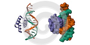Msx-1 homeodomain-DNA complex structure