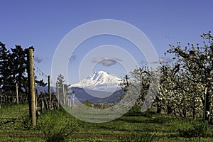 Mt. Adams as Seen from Odell, Oregon Taken in Spring